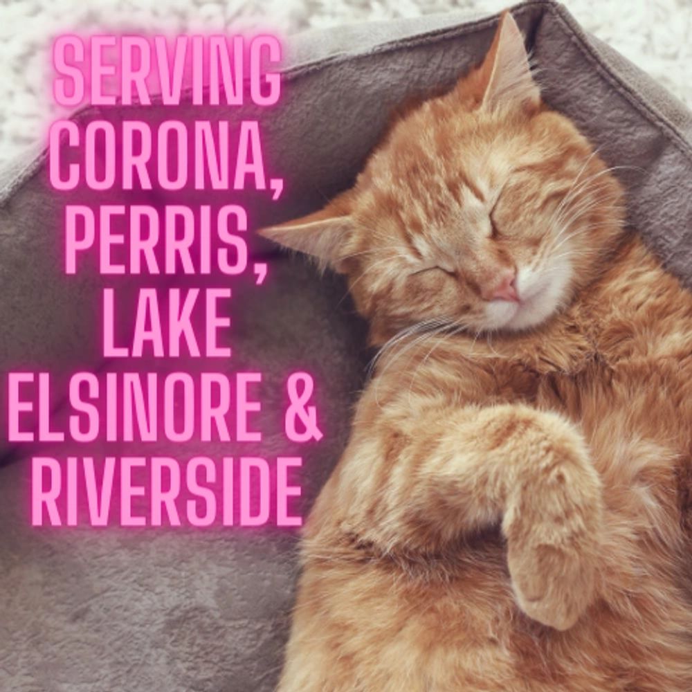 Cat Grooming Kitty Kutz House Calls